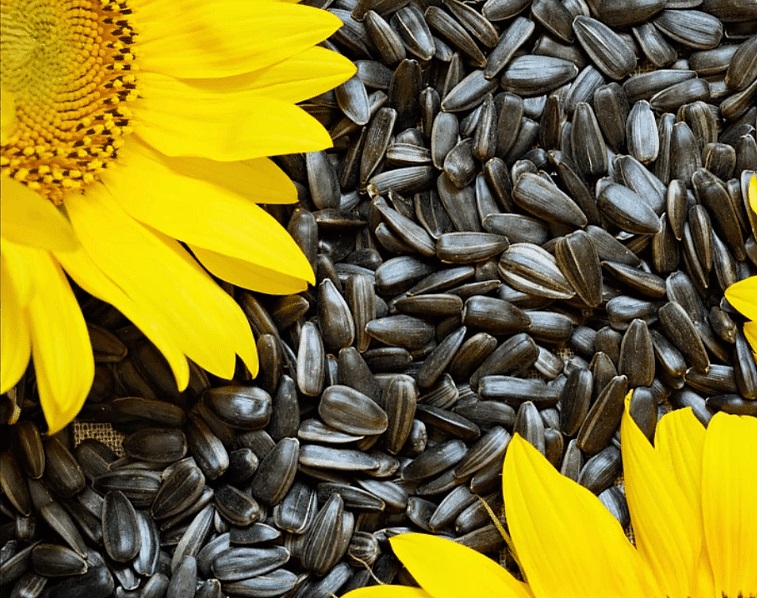 Sunflower seeds HS code 12 06 00 origin